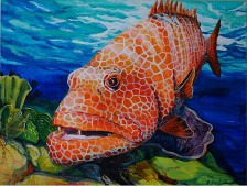 Tiger Grouper